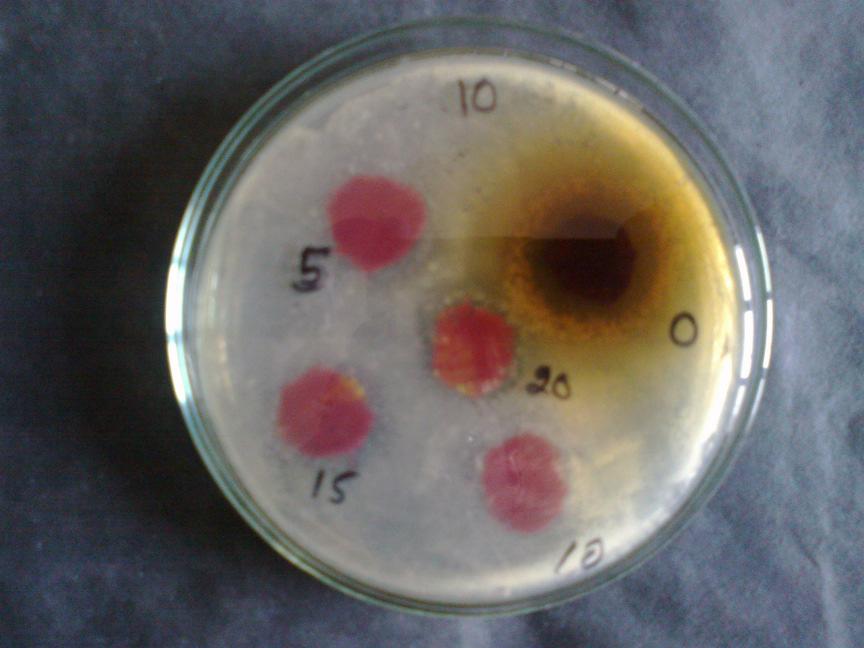 to Different Strains (Aqueous Extract ) Figure 21: Staphylococcus aureus