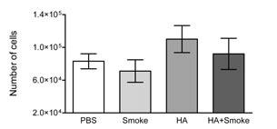 Two months smoking after HA treatment led to a significantly higher proportion (68%) of AM with medium quantities of pigmented granules, while the proportions of empty and heavily loaded AM had