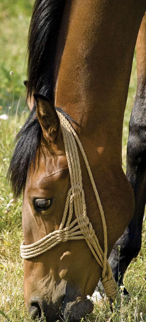 horse health West Nile Virus (WNV) In Minnesota, cases of WNV in horses must be reported to the Board.