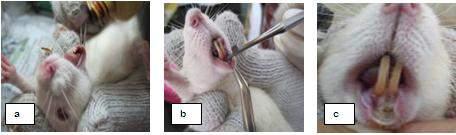 Figure 1. a). Lower lip mucosa before injured with a burnisher was smeared using clorhexidine digluconate 0.12%. (B). Lower lip mucosa injured with a burnisher No. 4. That has been heated. (C).