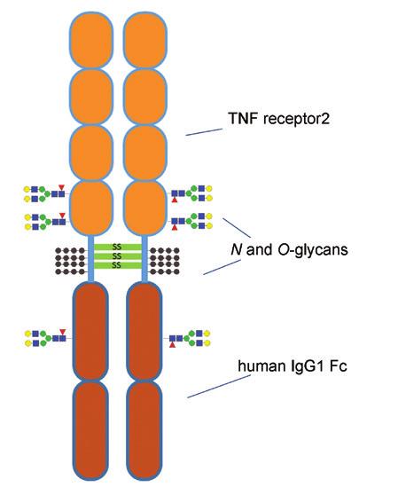 , manufactured by Immunex Corp Rapid PNGase F (NEB #P71) N-Glycan Sequencing Kit (NEB #E577) α2-3,6,8,9 Neuraminidase A (NEB #P722) Introduction Characterization of glycans on therapeutic IgGs is