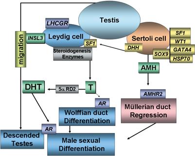 SF1 and WT1 maintain their expression in the bipotential gonad and up-regulate SRY expression. SRY expression in pre-sertoli cells initiates the male gonad development.