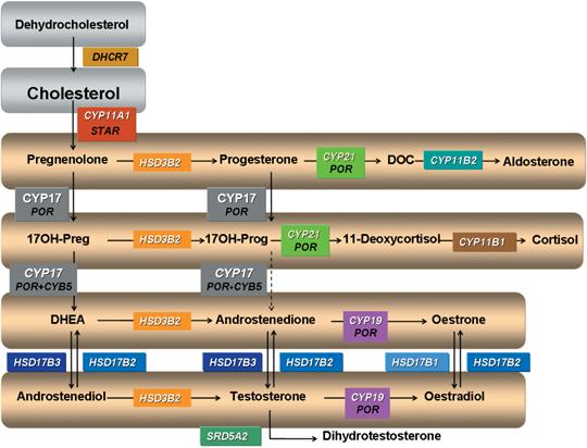 46,XY disorders of sex development 179 Fig. 3 Adrenal and testicular steroidogenesis displaying the genes in which mutations result in 46,XY DSD in humans.
