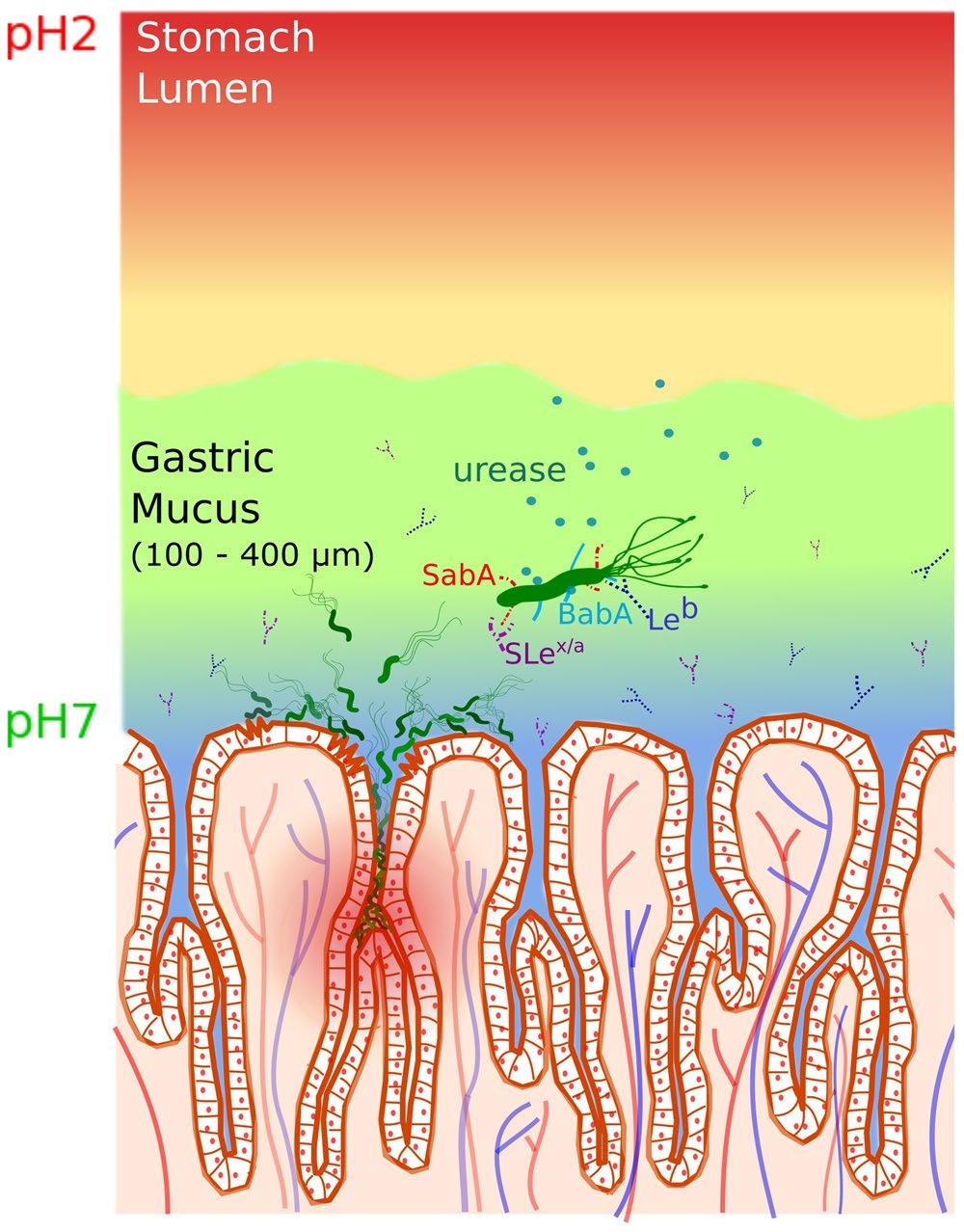 Figure 1. A schematic illustration of the gastric mucosa depicting the interaction of H. pylori with mucin.