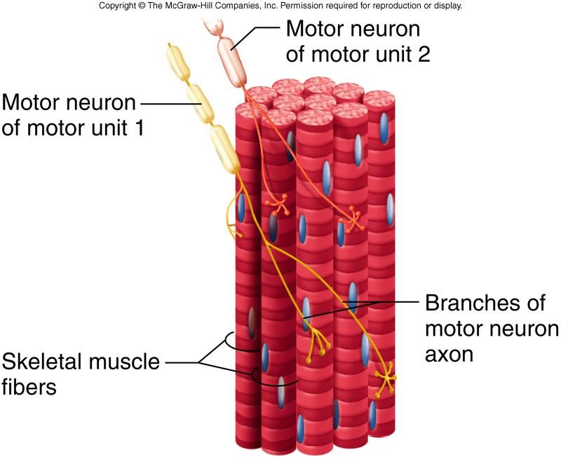 muscle fibers,