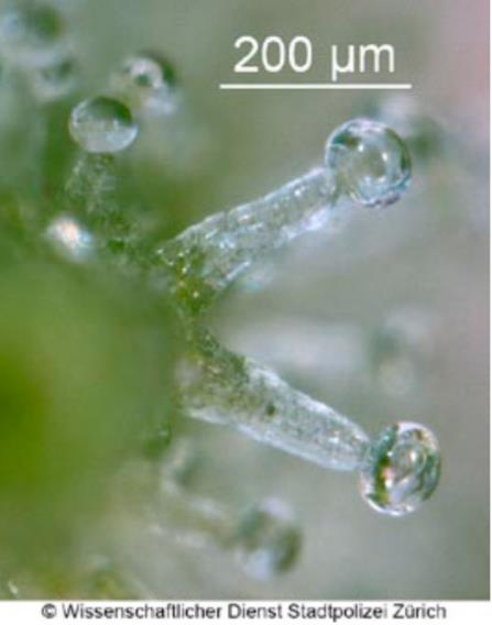CHAPTER 1: Literature Review 1.1 Cannabis The Cannabis plant has a characteristic star-like shape and serrated leaves (Figure 1.1) and trichomes 1-5 (Figure 1.2).