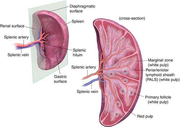 transmits the splenic vessels and nerves and provides