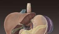 Visceral relations The visceral surface of the spleen contacts the following