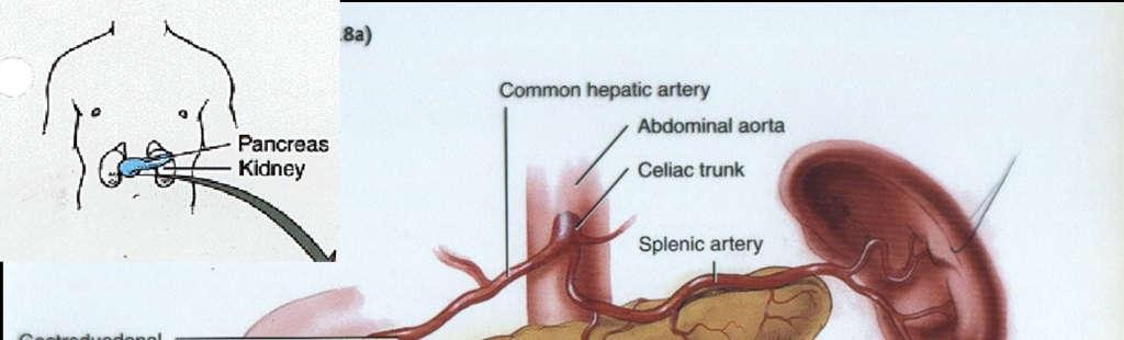 Vascular supply The splenic artery supplies blood to the