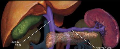 Venous drainage The splenic vein provides the principal venous drainage of the spleen.