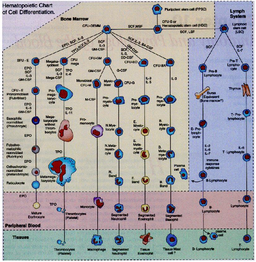 Hematopoiesis: all the cells in the blood develope