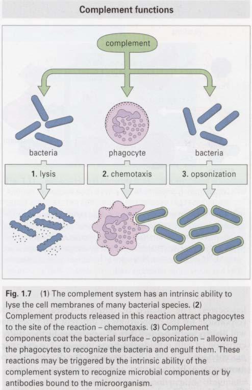 Complement system: System of about 20 serum proteins controlling inflammation. Opsoninzation of microorganisms for uptake by phagocytes. Attraction of phagocytes to the site of infection (Chemotaxis).