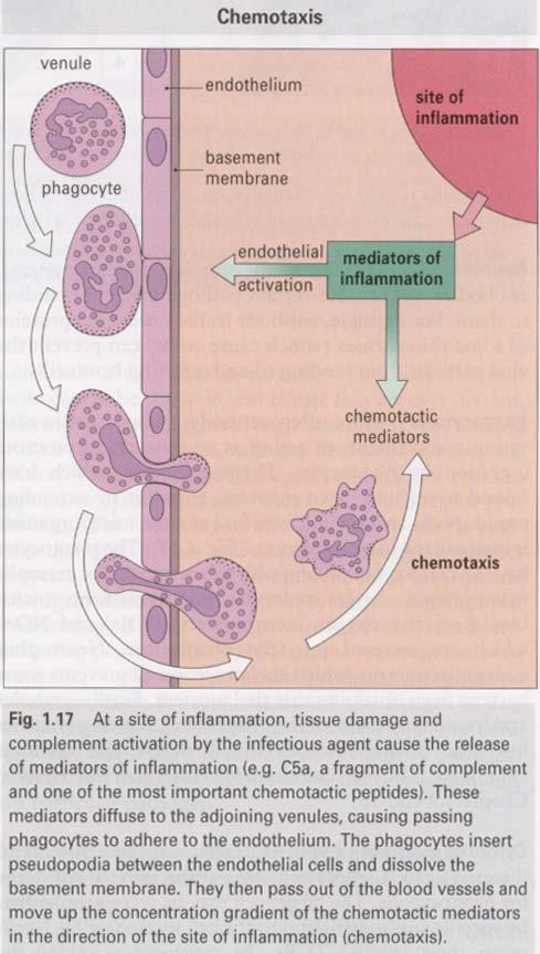 Chemotaxis: Chemokines activate the circulating cells causing them to bind to the endothelium and initiating leukocyte