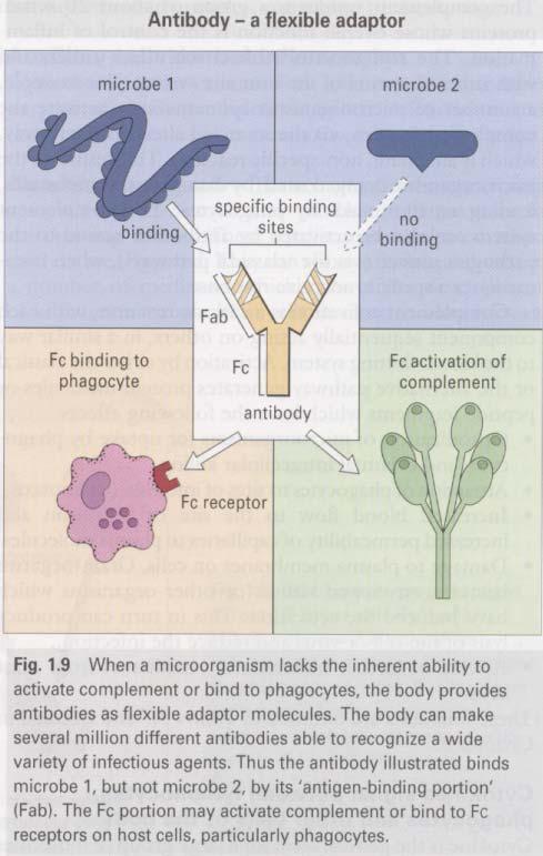 Antibody: Also called immunoglobulins (Ig). Group of serum molecules produced by B-cells. Each Ig can bind specifically to just one antigen via the F ab portion.