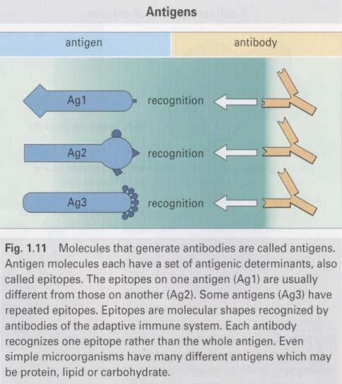 Antigens: Original term for any molecule that induce B-cells to produce a specific antibody (antibody generator).