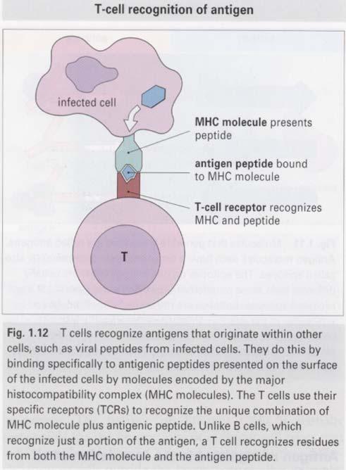T cells also recognize antigens: but they recognize antigens originating from within cells that are presented at the surface of