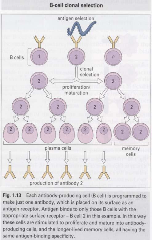 Clonal selection: Each lymphocyte (B- or T-cell) is genetically programmed to recognize only one particular antigen.