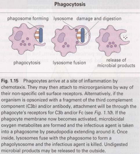 Phagocytosis: Phagocytic cells bind to bacteria/cells opsonized by complement factor C3b, antibody or antibody and C3b.