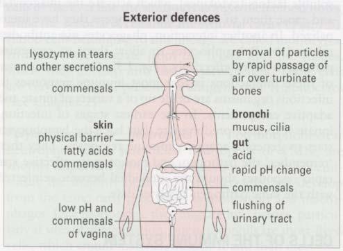 The exterior defence of the body presents an effective barrier to most organisms. Very few infectious agents can penetrate intakt skin.