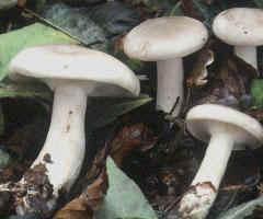 Mushroom-