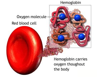 Hemoglobin Protein composed of 4 polypeptide chains Each chain has a heme group