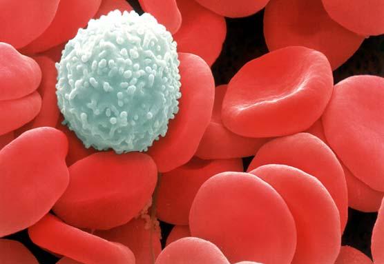 White Blood Cells (WBC) AKA: Leukocytes Larger than RBC Fewer in # than RBC Lobed nucleus Lifespan =