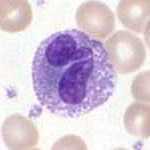 White Blood Cells (WBC) Granulocytes: (granules in cytoplasm; phagocytic cells) 1. Neutrophils - phagocytic: ingesting bacteria and other pathogens - most common WBC 2.