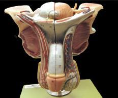 Unlike that of the male, the female reproductive system has a distinct cyclical pattern to its function.