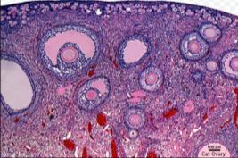 HISTOLOGY OF THE FEMALE REPRODUCTIVE SYSTEM Exercise 11: Examine slide #40 of the ovary under low power.