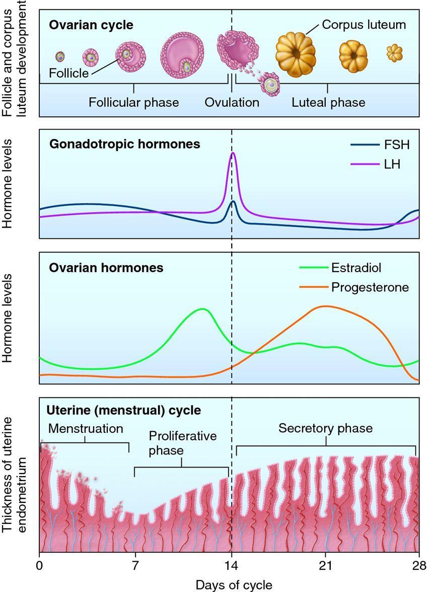 ENDOCRINE PHYSIOLOGY OF THE FEMALE REPRODUCTIVE SYSTEM Exercise 15: Explain to the other members of your lab group the sequence of follicular development in the ovary, from a primordial follicle,
