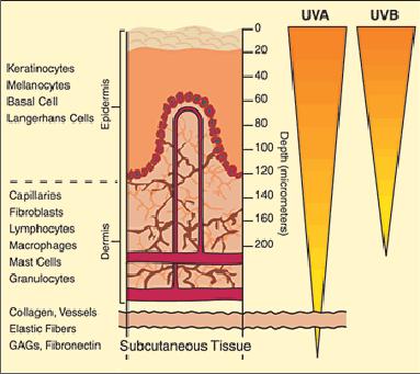 Penetration capacity of UV radiation on the skin.