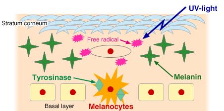 In the skin, melanocytes are located on the basal layer which separates dermis and epidermis.