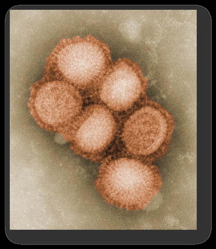 Influenza is a Viral Illness What is a virus?