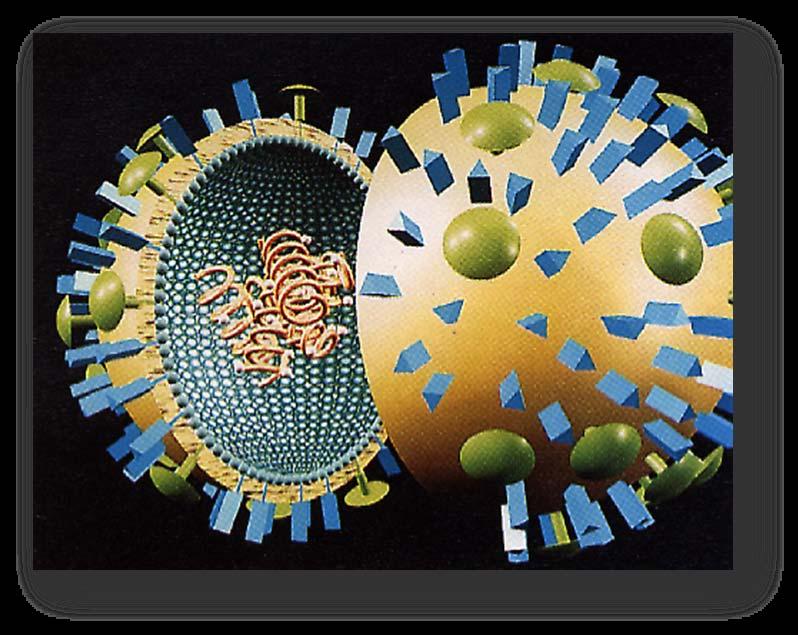What does the Influenza Virus Look Like?