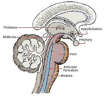 PrimiOve Brain Structures AUTOPILOT Brainstem Oldest part of brain Contains medulla, controlling heartbeat, blood pressure and breathing Also contains pons, which helps regulate sensory informafon