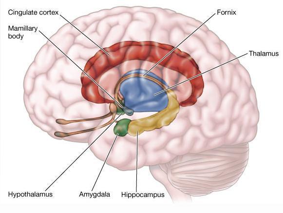 The Limbic System Hippocampus processes new memories Amygdala controls emofons such as aggression and fear in animals, the ayack response Hypothalamus regulates hunger, thirst, body temperature and
