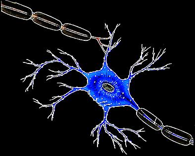 Neuron on Neuron Axons branch out and end near dendrites of neighboring cells.
