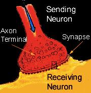 Synapse Axon terminals contain small