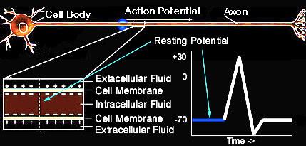 RESTING POTENTIAL At rest inside of the cell is at - 70 microvolts With inputs to dendrites inside becomes more posifve If resfng potenfal