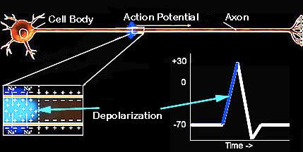 Depolarization ahead of AP AP opens cell membrane to allow sodium (NA+) in Inside of cell rapidly