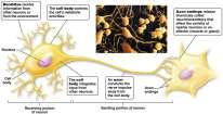 body Axons and Dendrites Dendrites Receive signals from other cells Carry information toward the cell body of a neuron Axon Carries information away from the cell body to either another neuron or an