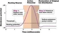 Action Potential When the neuron is stimulated, there is a sudden reversal of charge across the membrane because the sodium gates open and sodium ions enter the cell.