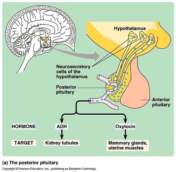 pineal hypothalamus pituitary thyroid parathyroid thymus adrenal