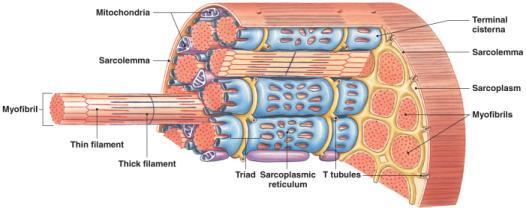 outside of cell Sacroplasmic Reticulum: Specialized endoplasmic reticulum Contain calcium
