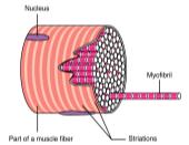 Myofibrils contain myofilaments (protein): 1) Actin (Thin filament) 2) Myosin (Thick filament) Sarcomere: Repeating units of myofilaments (~ 10,000 / myfilament) Sarcomere Actin Myosin I