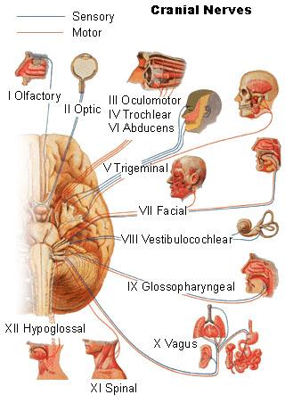 Cranial Nerves, source: training.seer.cancer.
