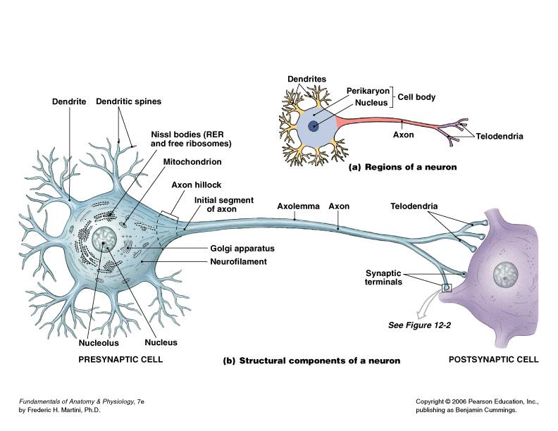 Neurons The basic functional units of the