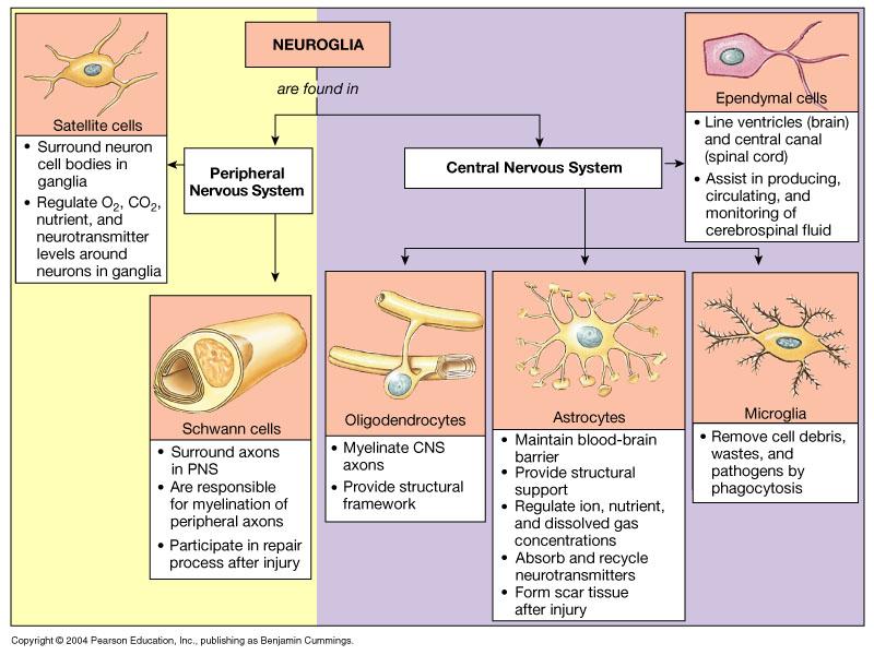 Neuroglia are supporting cells Neuroglia Half the volume of