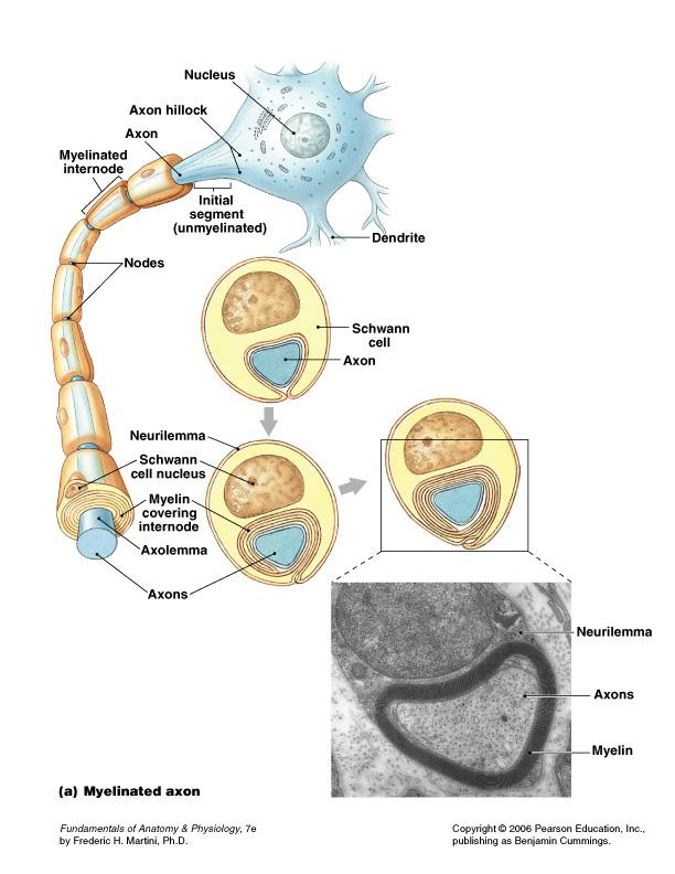 1. Schwann Cells Form myelin sheath around peripheral axons (nerves) 1 Schwann cell
