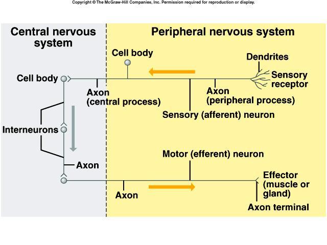 Classification of Neurons Sensory Neurons afferent carry impulse to CNS most are unipolar some are bipolar Interneurons link